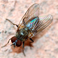 mosca domestica menor