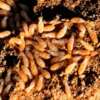 control de termitas termita madera humeda 01 puerto montt temuco liderplagas img