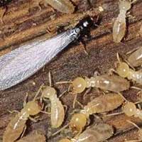 control de termitas termita madera humeda puerto montt temuco liderplagas img