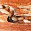 control de termitas termita subterranea puerto montt temuco liderplagas img