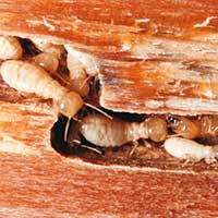 control de termitas termita subterranea puerto montt temuco liderplagas img